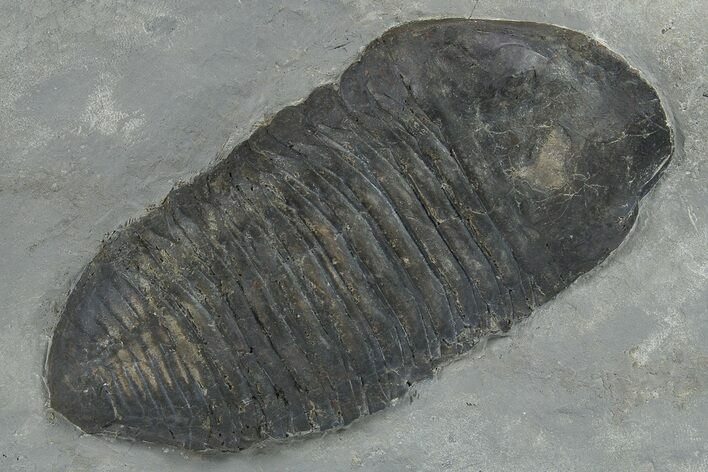 Silurian Trilobite (Trimerus) Fossil - New York #295561